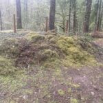 WEN 15″ (38 cm) 13-Amp Corded Dethatcher & Scarifier with 12-Gallon (45 L) Collection Bag – Model DT1315 photo review